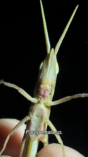 Exploring the Wildlife of Phoenix, Arizona: Bugs and Arachnids Galore!