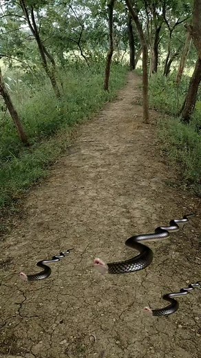 2.3M views · 52K reactions | ichchadhari nagin maa Beti ki kahani 缾#shorts #nagin #nagin6 #snake #viral #vlogercutepari #viral shahanisamarth vlogs | shahanisamarth vlogs | Facebook