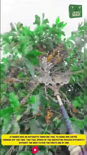 A farmer uses an automatic vibrating tool to shake ripe coffee cherries off the tree