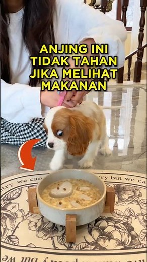 This Dog Can't Stand It When It Sees Food 🐶😂 #shorts #dog