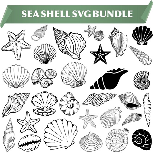 Seashell SVG Bundle: Clipart, Cut Files, Silhouette (digital Download) - Etsy