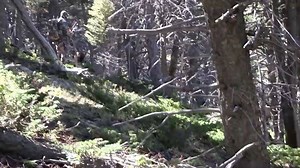 Here is another close encounter that @kuiu_official Founder @jasonmhairston had with a Montana bull from the CA Ranch. This bull ran past Jason and ran smack in the middle of guide @codywetmore who was filming. Guide @jack_r_anderson_406 and myself were cow calling behind and almost got run over also 😜 Elk hunting is fun stuff! #bowhunting #archery #kuiu #kuiunation #iwearkuiu #montana #elkhunting #goHunt #outdoorsmans #phoneskope #huntingpodcast #jayscottoutdoors #JayScottOutdoorsPodcast | Jay
