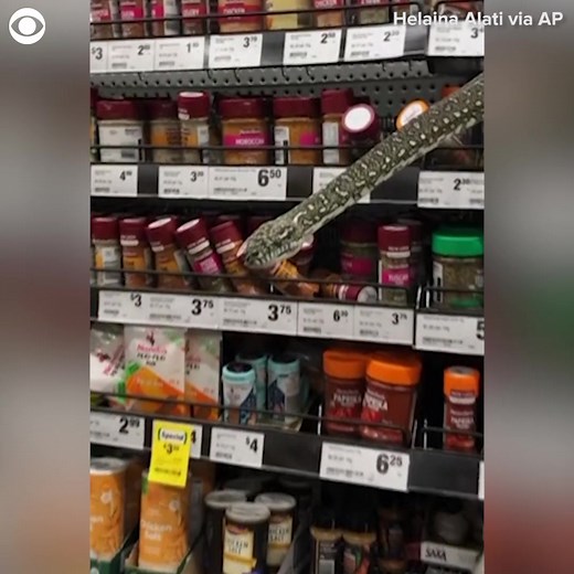 This python was definitely in the wrong aisle at a grocery store in Australia. | CBS 8 San Diego