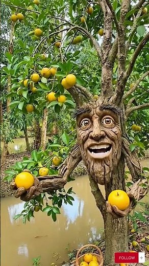 Quả bình bát – “trái cây quê” nhưng công dụng không hề quê