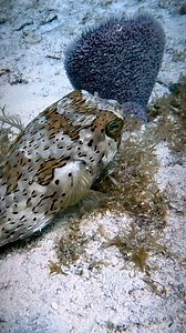 Pufferfish are fascinating creatures found in warm and temperate waters around the world. While they may look cute, they have a unique defense mechanism: when threatened, they can inflate their bodies by swallowing water or air, making it hard for predators to bite. What many don’t know is that some species of pufferfish contain tetrodotoxin, a potent neurotoxin that’s deadly to predators—and even humans. . . 🇲🇽español Los peces globo son criaturas fascinantes que se encuentran en aguas cálida