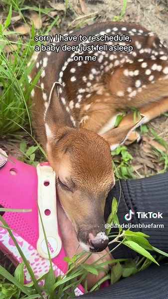 Adorable Baby Deer Sleeping on a Sunny Day | Dandelion Blue Farm
