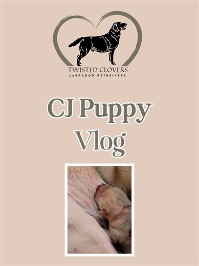 Puppy Mania Monday! ❄️ Welcome the Snow Storm of '26 Crew ☕️☃️ 7 healthy pups delivered via c-section this morning. Momma and pups are doing well. More information to follow!! #welcomehome #labradorretriever #bredwithpurpose #futureservicedogs #birthstory