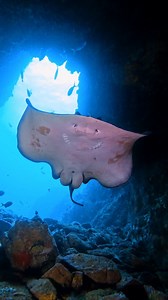 1.3K views · 831 reactions | Large marble ray almost filling the shallow end of Fish Rock and showing our divers a lovely view of her smile and long barb on the tail. | South West Rocks Dive Centre | Facebook