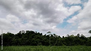 time laspe of clouds passing over the edge of a jungl behind a field of high grass