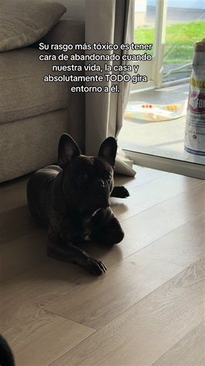 El bebé de la casa ♥️#frenchbulldogs #bulldogfrances #frenchiesoftiktoks # #LIVEIncentiveProgram #SideHustleLIVE