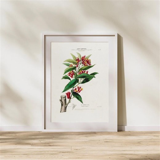 Vintage Clove Tree Botanical Print – Antique Spice Plant Illustration (Digital Download)