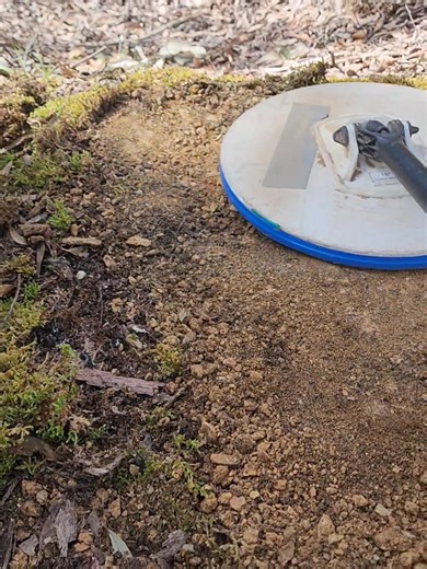 It still amazes me how sensitive the GPZ7000 is on small gold.. By keeping your coil firmly on the ground your chances of finding that yellow stuff increases. | Golden Triangle Nugget Hunter