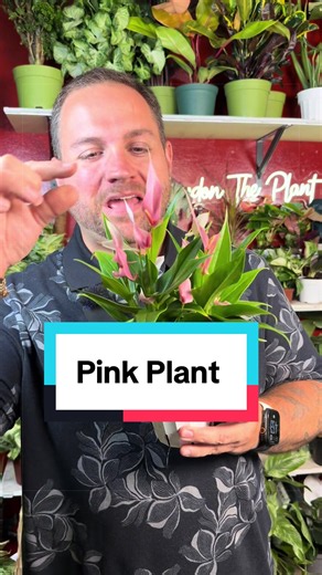 Pink Plant identification and easy care guide
