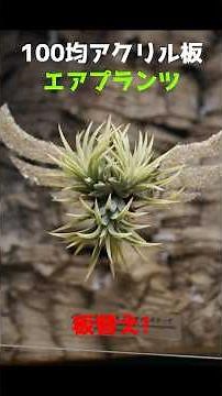 浮かんで見える！？100均アクリル板で楽しむエアプランツ！#観葉植物 #園芸#plants