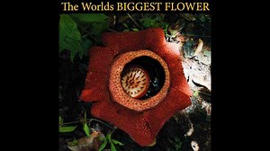 The Biggest Flower in the world.