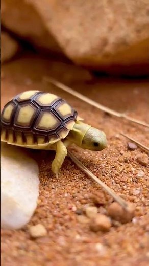 Uncover the Hidden World of Desert Tortoises in the Arid Wilderness 🐢