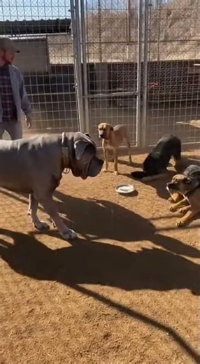 The Alpha Arrives: Dog King Ends Chaotic Kennel Fight Instantly