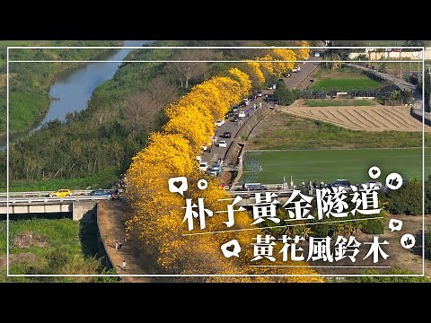 季節限定黃金隧道｜朴子溪畔｜黃花風鈴木｜嘉義縣六腳鄉