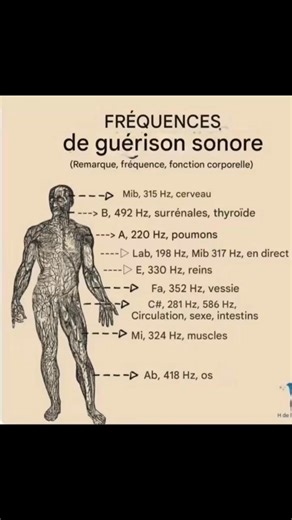 ✨ Les fréquences de guérison sonore ✨ Le corps humain est une vibration vivante. Chaque organe, chaque tissu, chaque fonction possède sa propre fréquence naturelle. Lorsque l’harmonie est perturbée par le stress, les émotions, les chocs ou la fatigue, le son devient un outil de réaccordage profond. Les fréquences agissent comme un rappel vibratoire : elles invitent le corps à retrouver son rythme originel. 🔹 Mib – 315 Hz (cerveau) Favorise la clarté mentale, apaise les pensées envahissantes et 