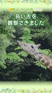 【東山動植物園公式】雨の動物園～アメリ、葉っぱが食べたくて…～《 アミメキリン キリン 》