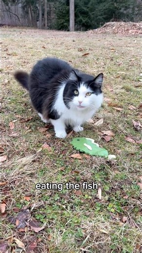 Candy Minecraft Fish to Tame a Cat!