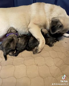 5 beautiful babies! #pug #pugsofinstagram #puglove #puglife #pugpuppy #pugs #pugstagram #pugsnotdrugs #pugspugspugs #pugsofinsta #pugsandkisses #dixiepugs | Dixie Pugs of TN