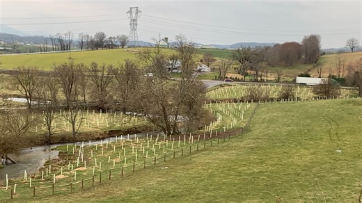 Proposed bills aim to preserve Virginia's tree canopy, forests