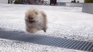 Adorable moment tiny puppy makes giant leap over a drain grate