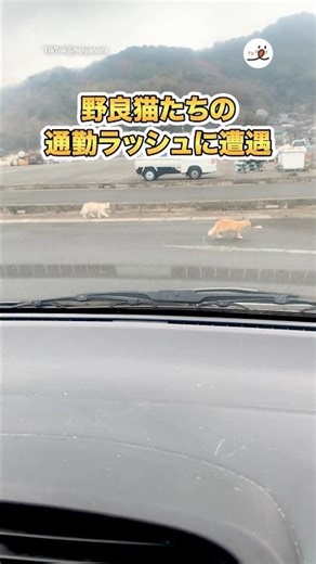 野良猫たちの通勤ラッシュに遭遇｜PECO