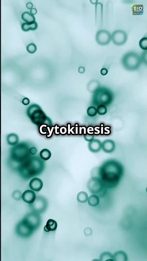 "Cytokinesis: How Your Cells Complete the Division! 🔬"