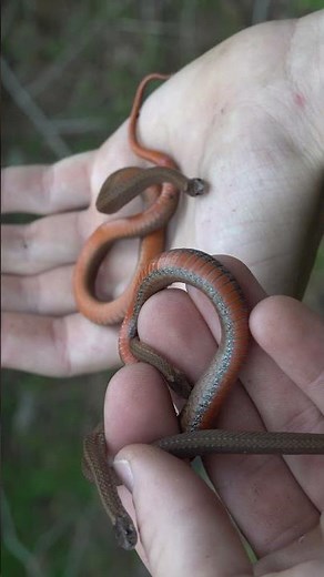 Small Colorful Snakes Found Under Rocks