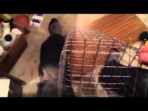 DIY muskrat colony traps, save yourself money