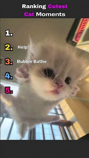 Top 10 Cutest Cat Breeds Ranked 2026 – Which One Is the Ultimate Winner? 🐱