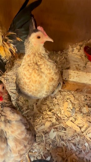Serama Bantam Chickens on Instagram: "Trio #lets #go #serama #bantam #chickens"