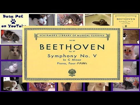 Cats Meowing BEETHOVEN SYMPHONY NO. 5 (very short excerpt) [Classical Music] (Acapella)