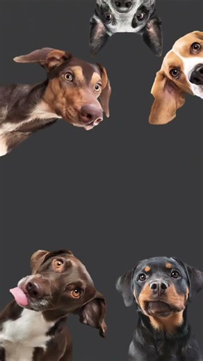 Alien dog and dog and wolf