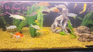 【游记】美国宠物连锁店Petco