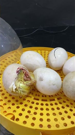 Duck incubator hatching