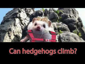 Can hedgehogs climb? - Ask Quilly