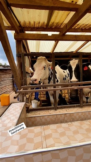 87K views · 1.5K reactions | Why is dairy farming one of the best...