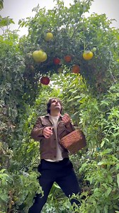 I use a lot of different trellises in my vegetable garden, but this DIY arch trellis is my favorite, which is why I’ve been adding these to my gardens for over a decadeI start with one post at each corner, set at a slight inward angle. I’m using 4 food rebar stalkers as anchors, then I’ll slide on these 5 foot tall, 1/2 conduit pipes as the main support, but any tall sturdy post like T posts or bamboo can work just as well. The One thing you can’t substitute is this 16 foot, livestock panel. The