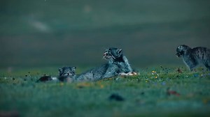 sweet family of Pallas's cats (兔猻,Otocolobus manul) in Qinghai province. It is under second-class state protection in #China. There are 20,000 manul cats in China, many of whom reside on the Qinghai-Tibet Plateau. ❤治多摄影根据地 ❤❤❤ #Nature #Peace #wildlife #Chinese #love #travel | Lin hillside