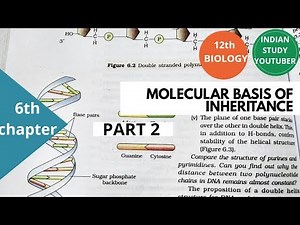 NCERT Class 12th Biology chapter 6th: Molecular basis of Inheritance ( part 2)
