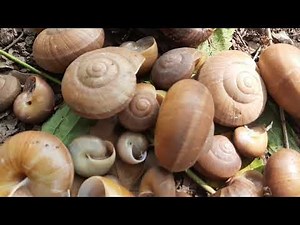 ខ្យងសោក ថៃនិយមចូលចិត្ត