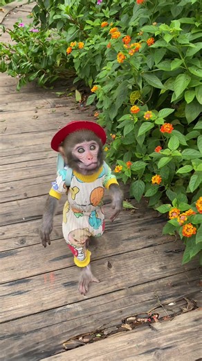 #monkey #trending #xuhuong #monkeydluffy #monkeyface #fyp #xuhuongtiktok