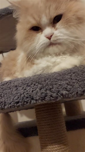 Afife'm.. 🧿🙏🏻💚 #explore #fyp #viral