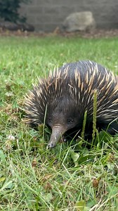 What does Education Curator Amanda have? It’s not a porcupine, it’s not a hedgehog, it’s Teddy, the short-beaked echidna! Today is World Echidna Day, a great time to learn about this incredibly unique species! Here are five fascinating things about this species. 1. Echidnas are found in many biomes throughout Australia, as well as parts of Indonesia and New Guinea. 2. Females lay a single egg instead of birthing live young, and they lay their egg in a little pseudo-pouch that only develops after