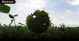 По ту сторону фронта: Шахтерск сегодня — без денег и работы, зато с продовольствием