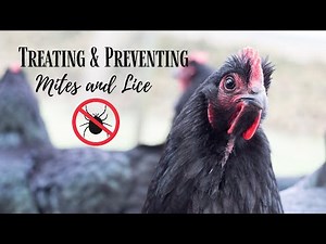 Mites & Lice! Treating and Preventing with Elector PSP!