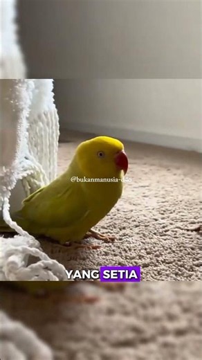 Kisah Penuh Keajaiban Sang Burung Beo 🦜